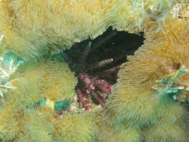 Slate Pencil Urchin IMG 3137